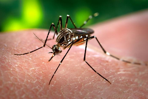 Reportan brote de dengue en Riberalta y alistan intervención para controlar enfermedad