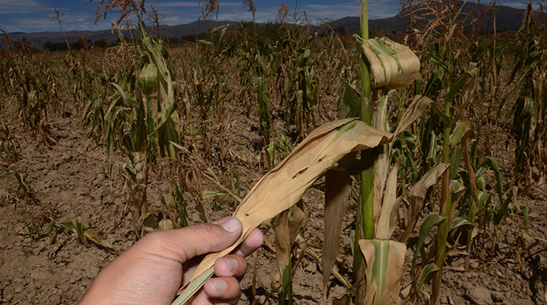 Regantes perderán cultivos por falta de agua | Los Tiempos