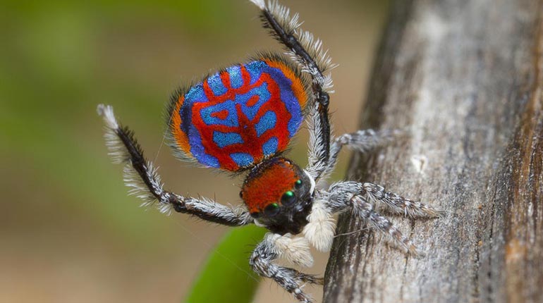 Descubren nuevas especies de arañas | Los Tiempos