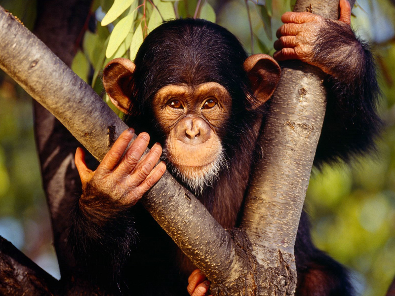 Estudio alerta sobre peligro de extinción del 60% de los primates | Page 4  | Los Tiempos
