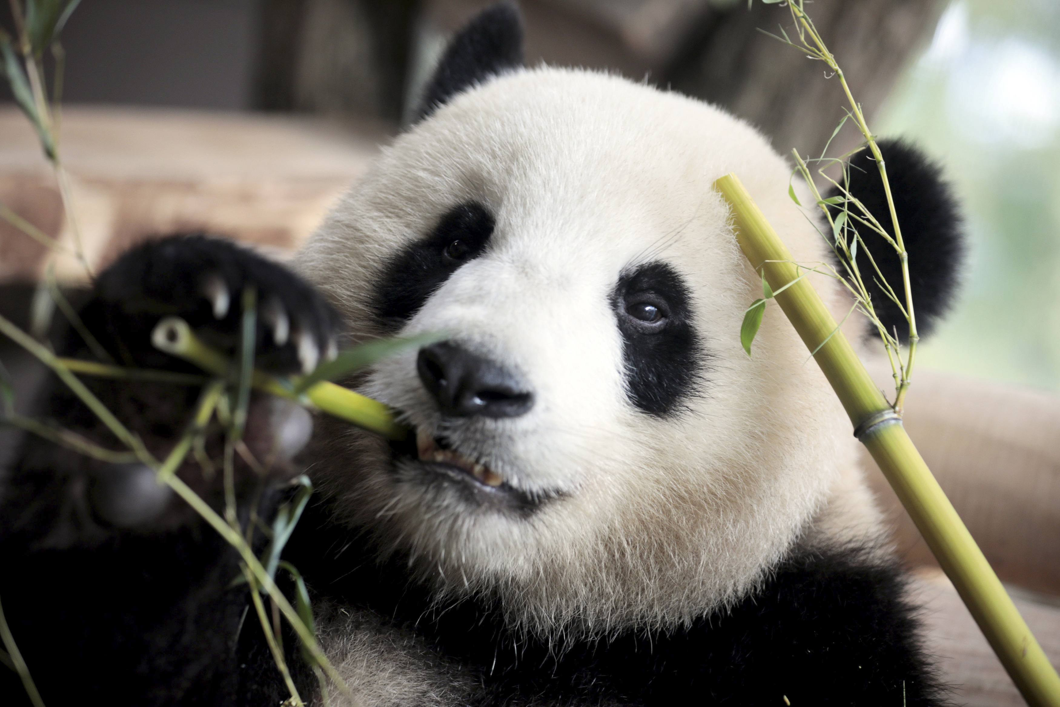El turismo afecta a la pérdida del hábitat de los pandas | Los Tiempos