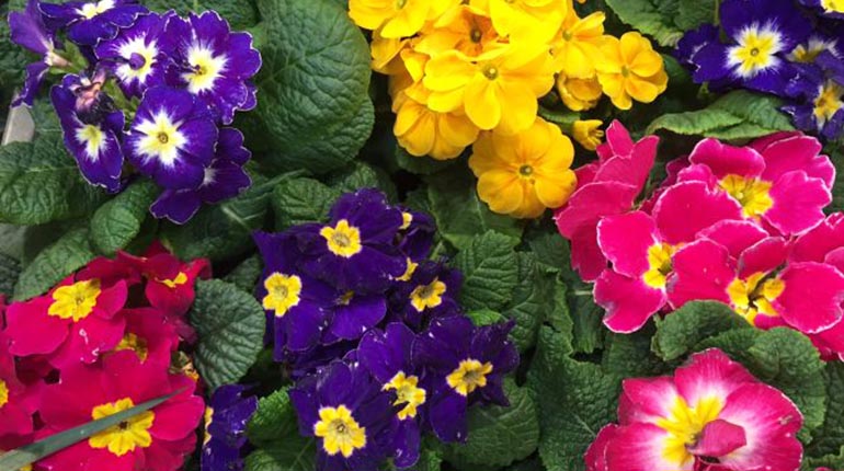 Las flores ideales para cultivar en macetas | Los Tiempos Las flores ideales para cultivar en macetas | Los Tiempos