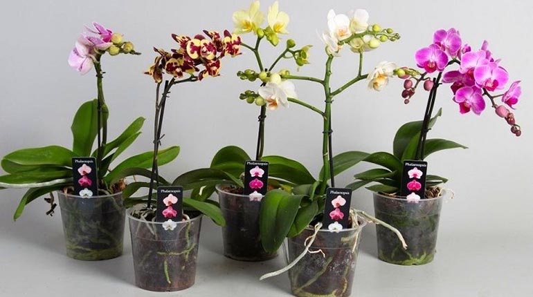 analogía Abastecer Licuar Consejos para el cuidado de orquídeas | Los Tiempos