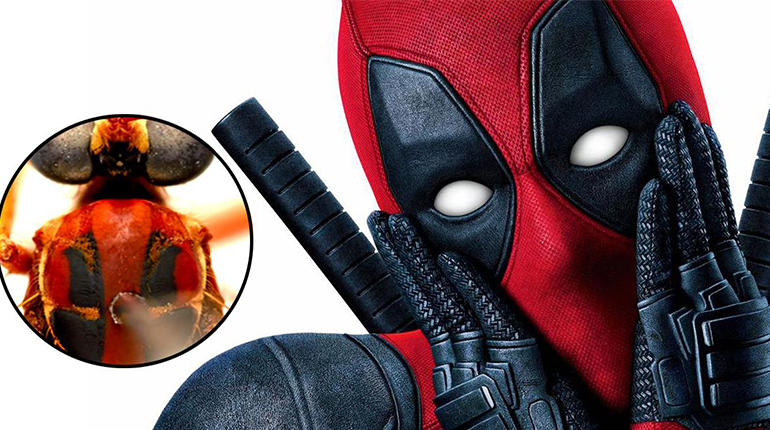 Nombres de superhéroes de Marvel para insectos descubiertos en ...