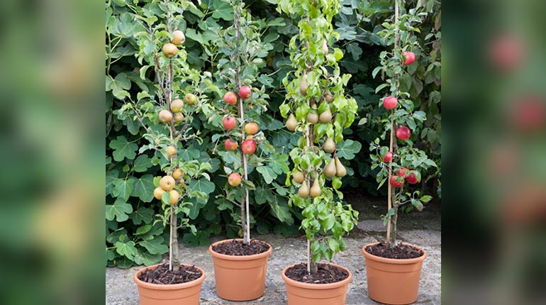 Guía para plantar árboles frutales en casa | Los Tiempos