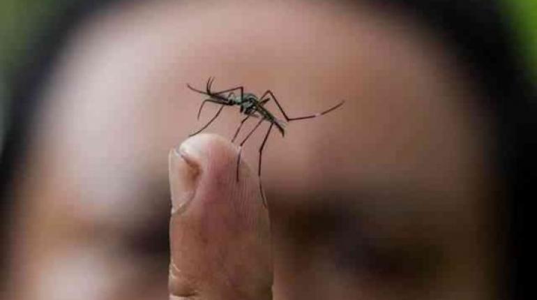La chikungunya es transmitida por los mosquitos Aedes aegypti y el Aedes albopictus o mosquito tigre. | Foto ilustrativa: http://analitica.com - Agencia