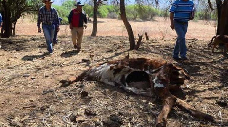 Esqueletos de reses muertas a causa de la sequía en Pasorapa, en el cono sur. | Foto archivo | Agencias