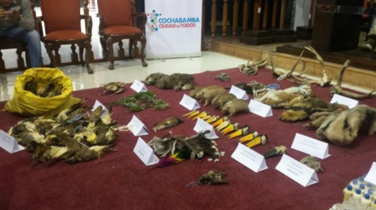 Confiscan pieles y partes de animales silvestres. | Foto ilustrativa | Foto archivo