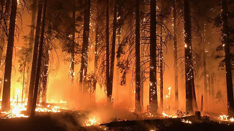 Extensos bosques son presa de los incendios que arrasan vastas zonas en el condado de Butte (California); en los incendios ya han muerto 76 personas. | EFE