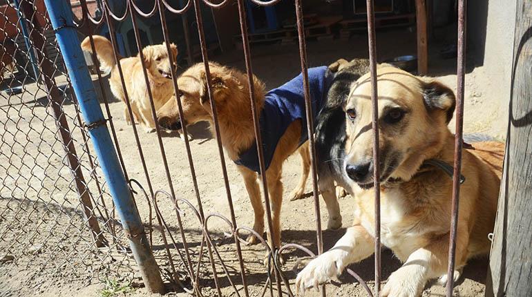 Nueve refugios acogen 550 canes; venta sin control de perros sigue