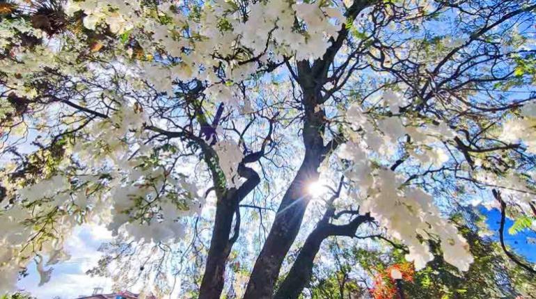 Árboles de jacarandá en una plazuela de la zona norte. | Daniel James/Los Tiempos